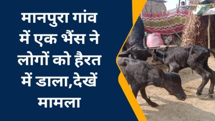 इटावा : एक गांव में देखने को मिला अदभुत दृश्य‚ मवेशी दे रहे जुड़वां बच्चे
