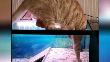 Seri Kucing Lucu & Menggemaskan 2022 🐱