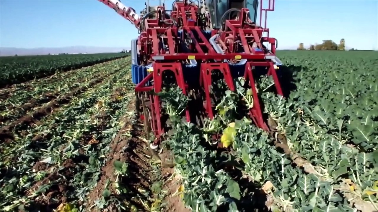 World Modern Agriculture Technology - Broccoli, Cabbage, carrot, onion Harvesting machine 2021