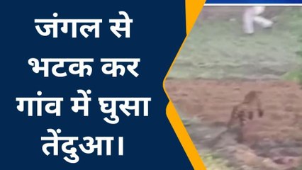 रामपुर: आंगनबाड़ी केंद्र में तेंदुआ घुसने से मचा हड़कम, सूचना पर पहुंची वन विभाग की टीम