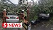 Storm leaves four vehicles crushed by trees in Pandan Jaya