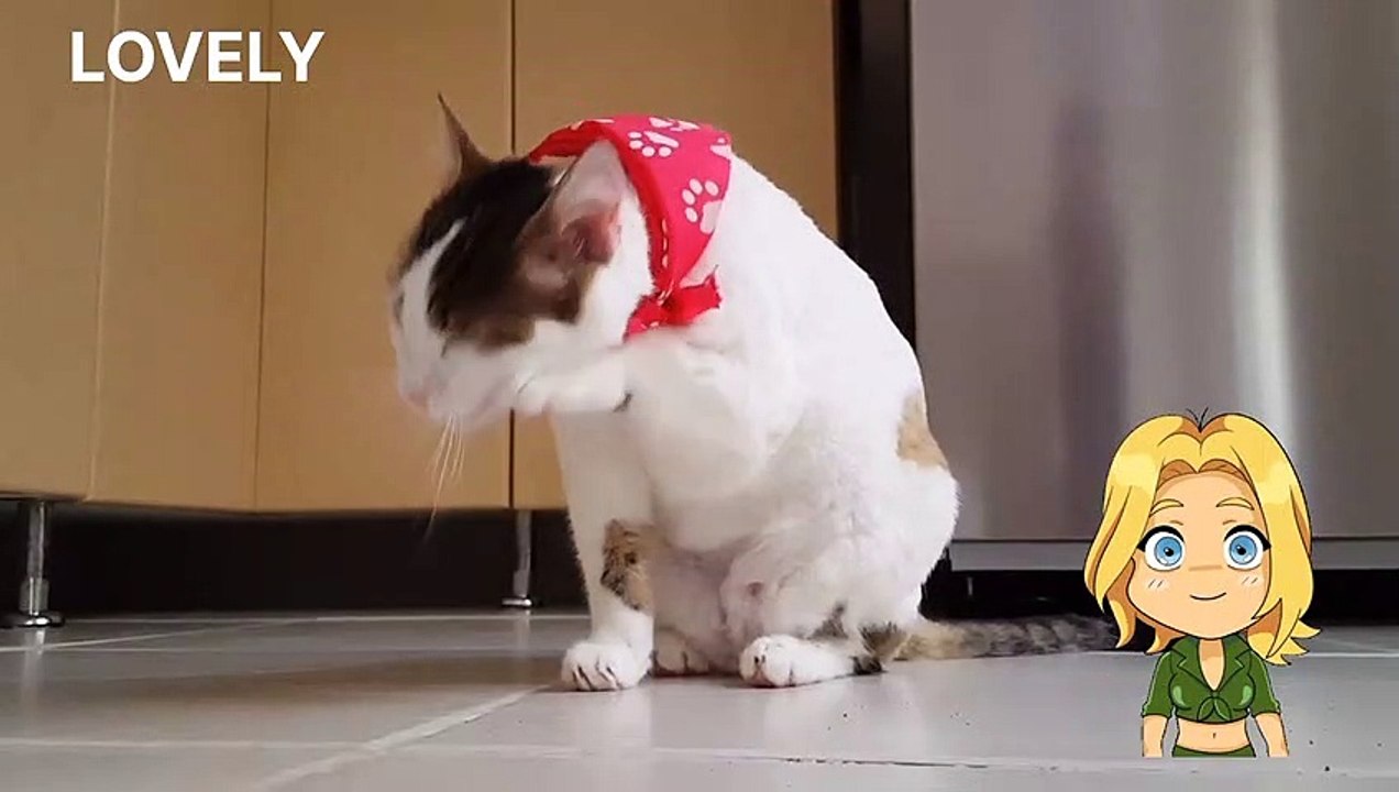 CHATORI AND FUNNY  CUTE  CAT.