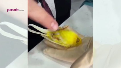 Veterinerden kaçmak isteyen kanarya bakın nasıl bir çözüm buldu...