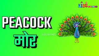40 + Birds Name in Hindi and English - Wild animals Names in english and hindi | पक्षियों के नाम
