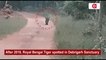 Royal Bengal Tiger Spotted In Debrigarh Sanctuary