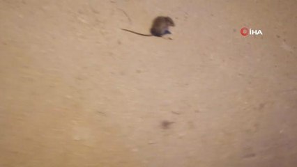 Kediyle farenin oyunu kameraya böyle yansıdı