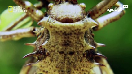 إعادة الحياة لمملكة إفريقيا البرية | الحلقة 4