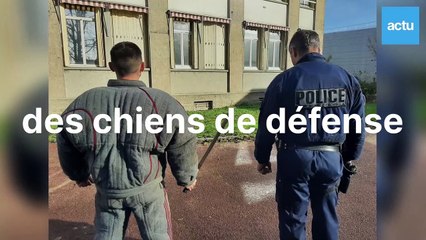 Dans les coulisses de l'entraînement des chiens de défense et d'attaque de la police des Yvelines