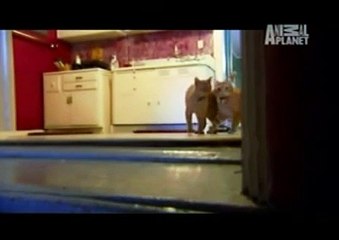 Instinto paranormal - Morte na Água