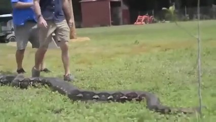 7 Biggest Snakes Ever Discovered_ YOU WON_T BELIEVE_(360P)