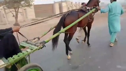 Horse Racing | Prize One million