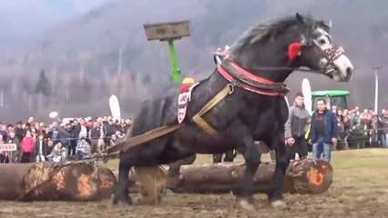 10 Horse Breeds You Will Not Believe Exist