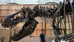 Dinosaurier T. Rex: Er war noch größer als gedacht