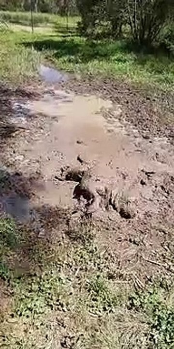 Muddy Pup Having a Good Time