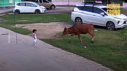 Un acto de valentía: pastor alemán salva a una niña de un toro