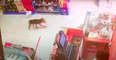 El divertido momento en el que un perro callejero se roba unas salchichas sin ser visto