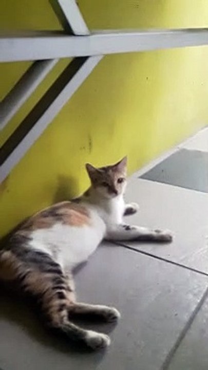 the cat is lazy