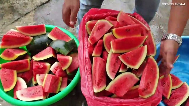 A group of monkey enjoying watermelon _ feeding watermelon to the hungry money _ monkey _ animal