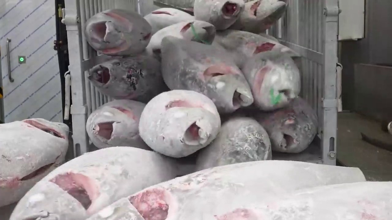 KOREAN FOOD FACTORY - TUNA FACTORY producing 20 tons of tuna per day