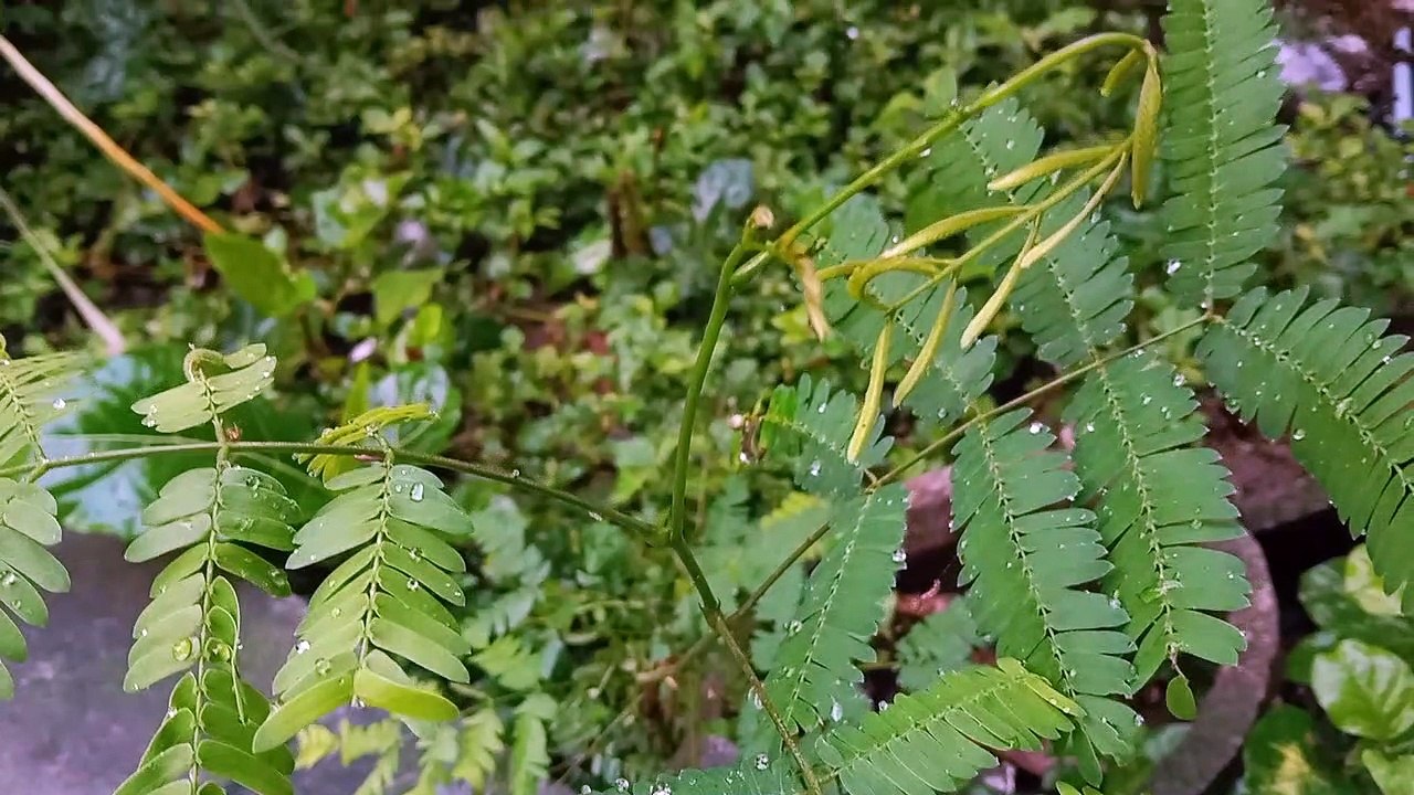 Tumbuhan Holocalyx
