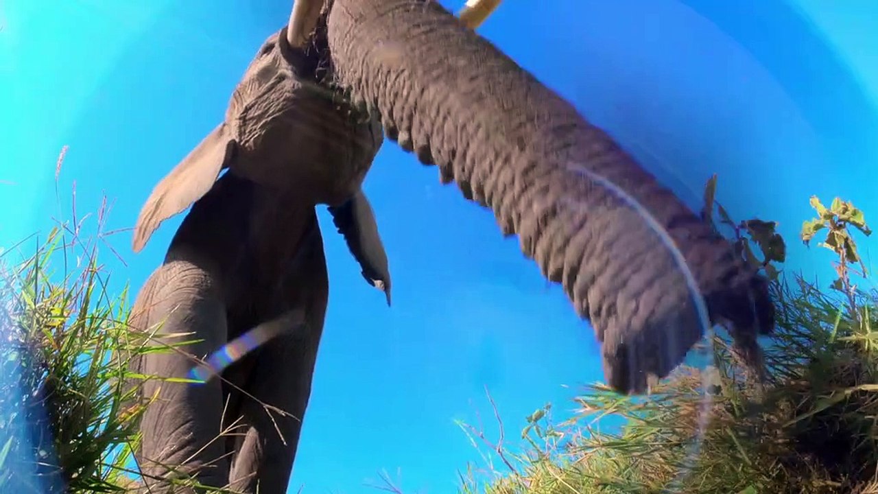 Spy in the Wild.S01E01.Love