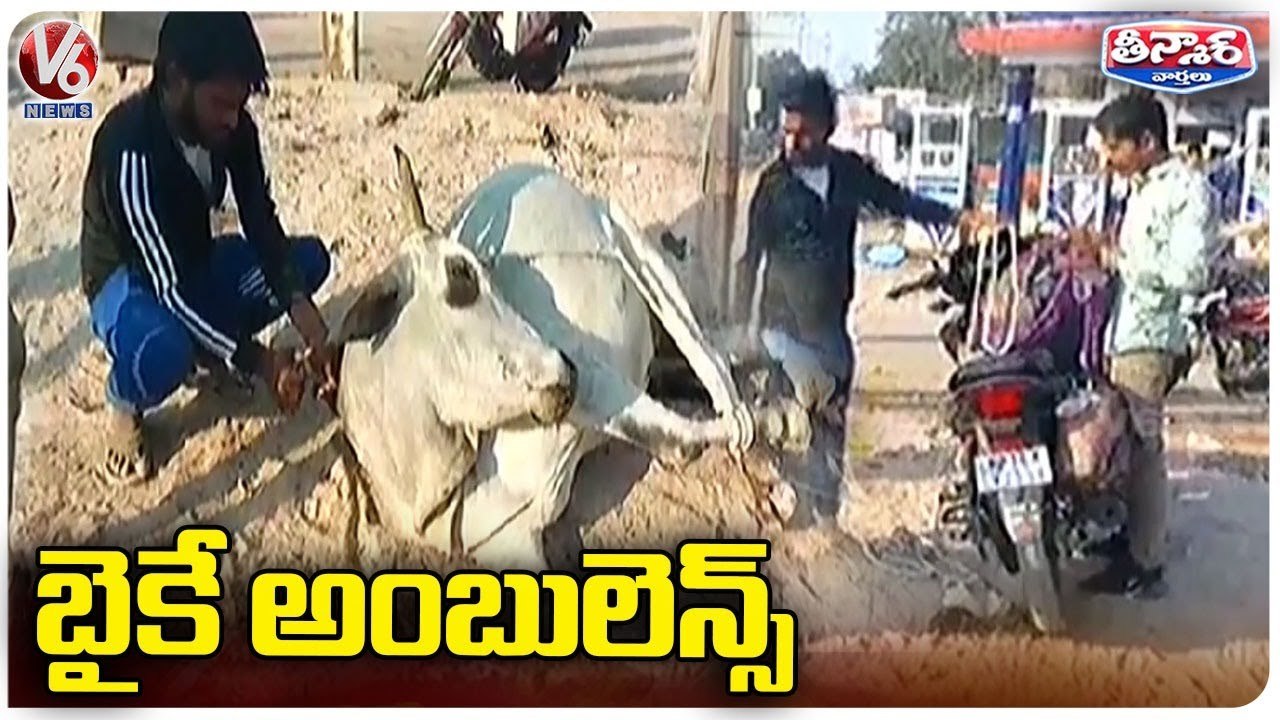 Man Using Bike Ambulance To Treat Cows| Madhya Pradesh | V6 Weekend Teenmaar