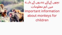 Important information about monkeys for children بچوں کےلئے بندروں کے بارے میں اہم معلومات