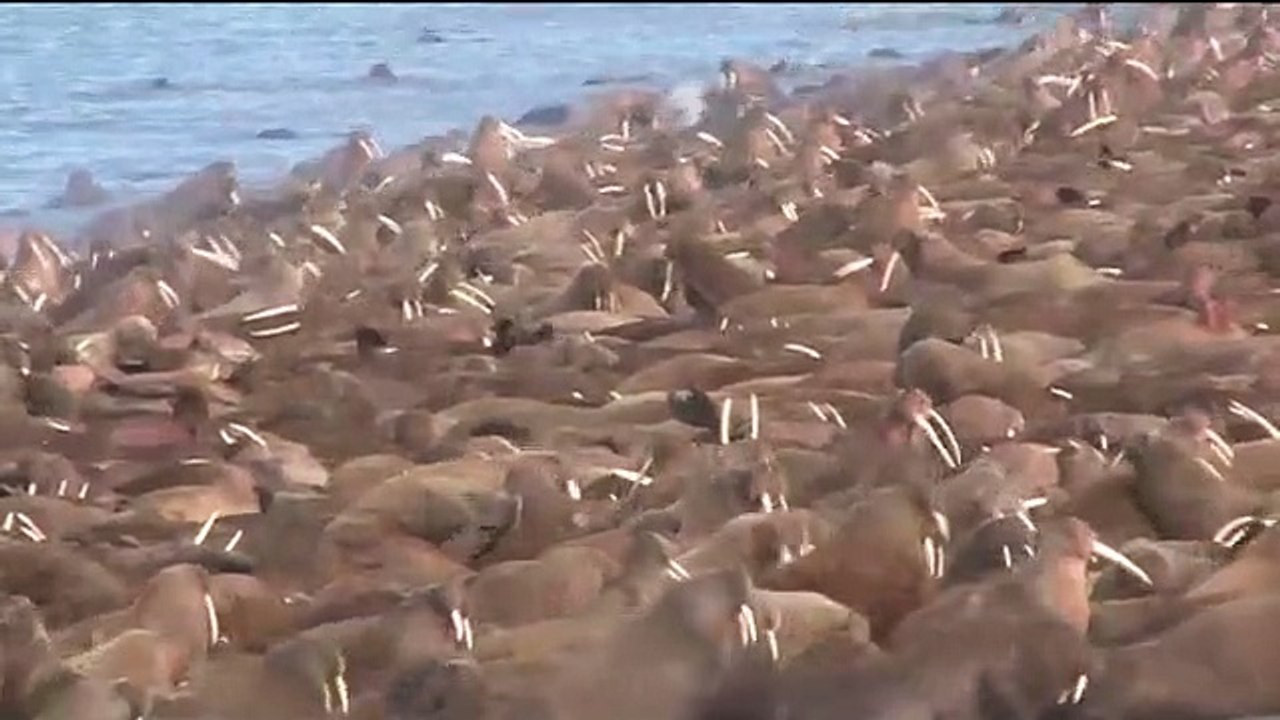 Walrus Haul-Out 2011.
