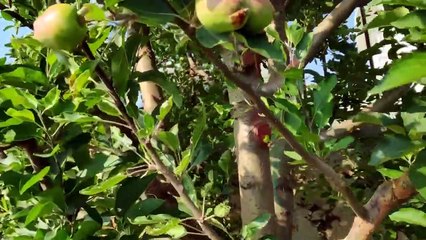 Apple ke prodakshan  kasa kara himachal Pradesh