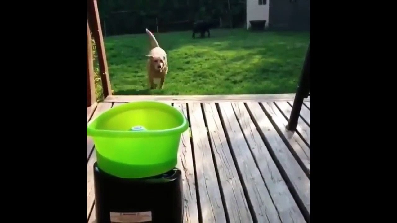 Cute Funny Animals Compilation part 13