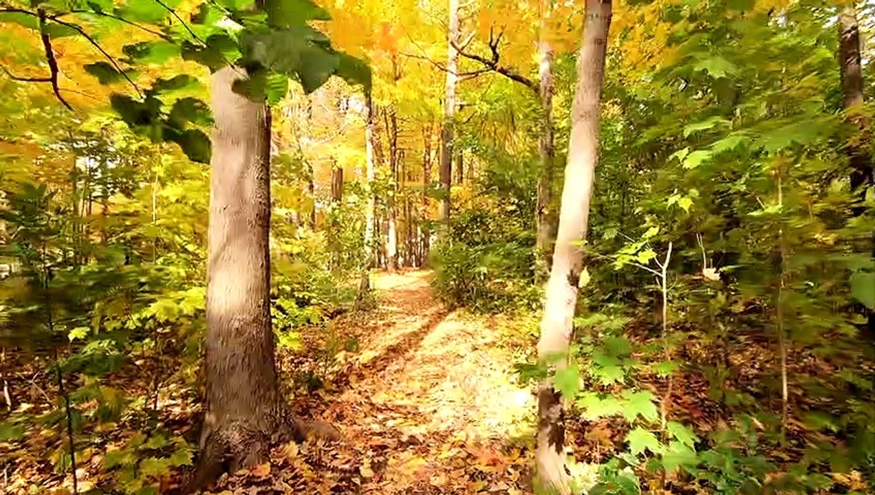 The Forest Ground Covered In Fall Leaves