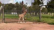Altina Wildlife Park's newest addition