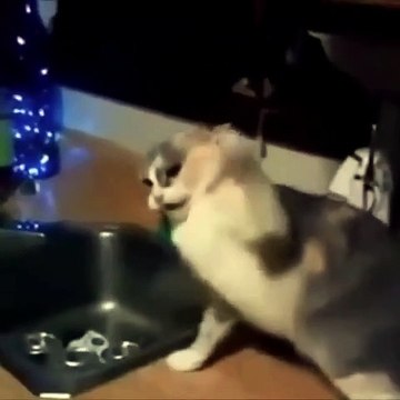 #cute #cat #funny #funnycat #fun #smile #pretty #video #funnyvideo #cats #funnycats #cutecats #enjoy #kitty #kitten