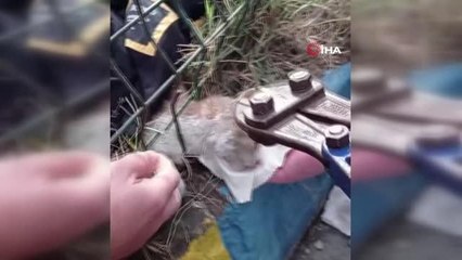 Beylikdüzü'nde kedi kurtarma operasyonu kamerada