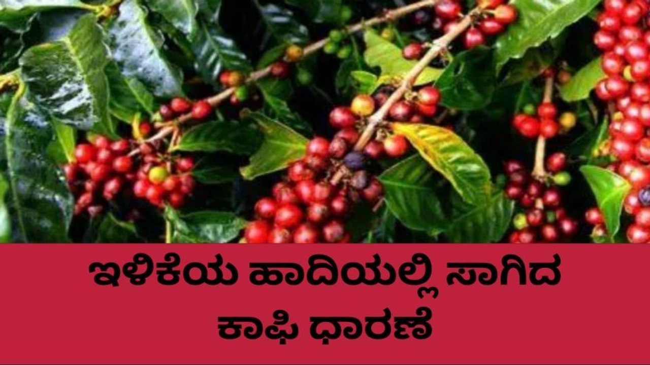ಕೊಡಗು: ಇಳಿಕೆಯಾಗಿರುವ ಕಾಫಿ ಧಾರಣೆ..ಹೀಗಿದೆ ನೋಡಿ ರೇಟ್..!