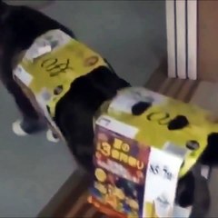 Kucing lucu sedang main kertas gulung