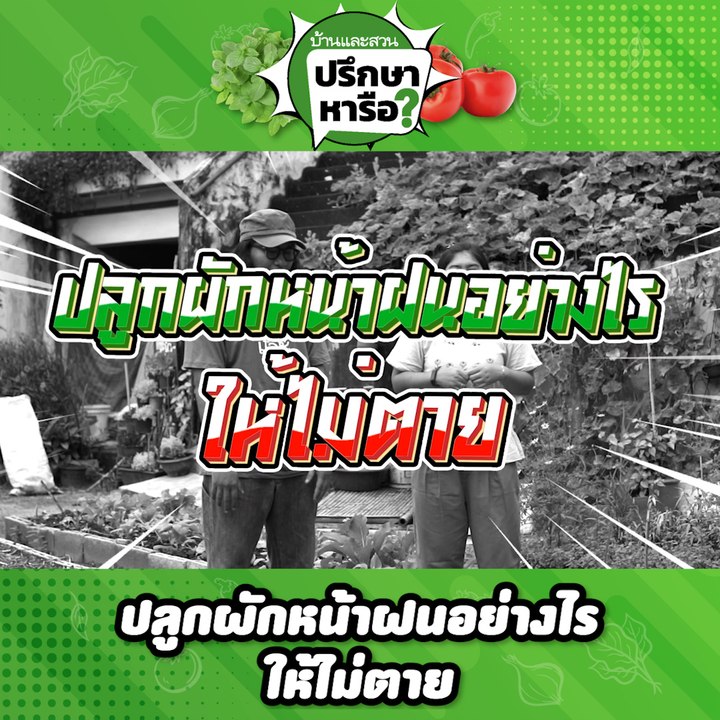 บ้านและสวนปรึกษาหารือ ปลูกผักหน้าฝนยังไงให้ไม่ตาย