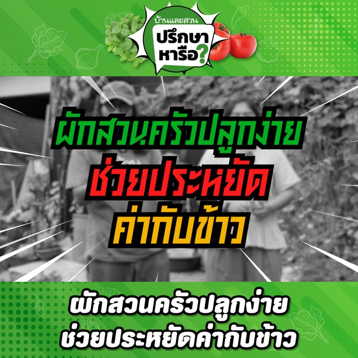 บ้านและสวนปรึกษาหารือ ผักสวนครัวปลูกเองได้