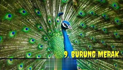 Suara hewan yg merdu