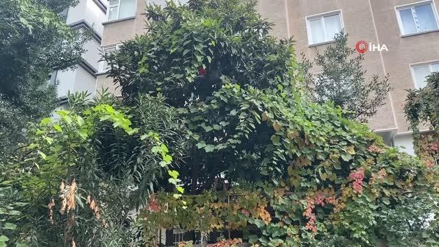 Kedisini kurtarmak isterken ağaçta mahsur kaldı