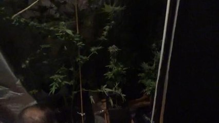 Büyükada'da uyuşturucu operasyonu: 1 şüpheli yakalandı