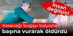 Keseceği boğayı balyozla başına vurarak öldürdü