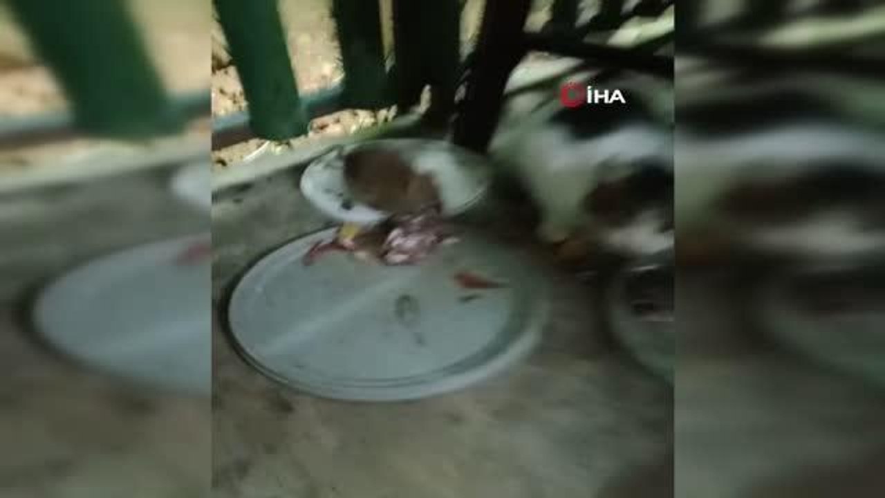 Fare ile kedinin dostluğu görenleri şaşırttı