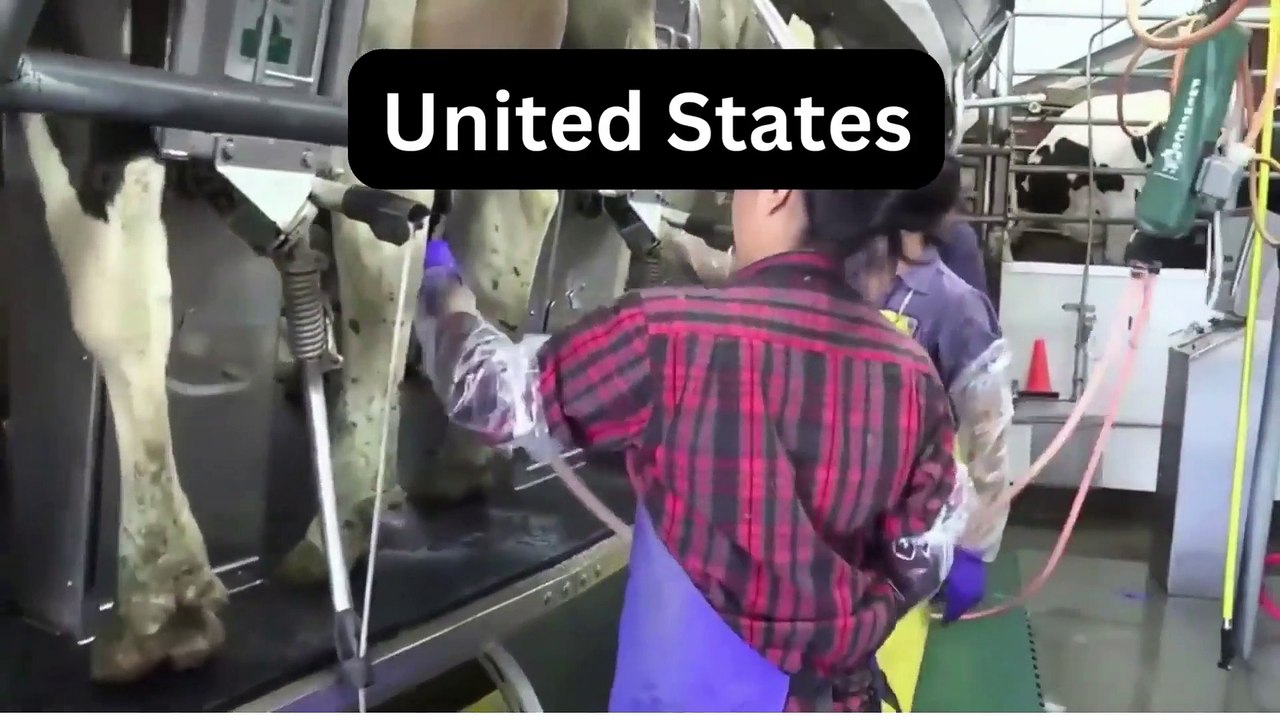 Dairy Farm in 5 countries