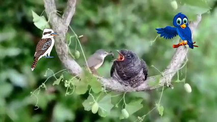 A LITTLE BIRD ️ PRESENTS A BEAUTIFUL EXAMPLE BY DOING HEALPS THESE OLDER BIIRD
