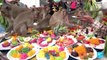 Monkeys in central Thailand city mark their day with feast