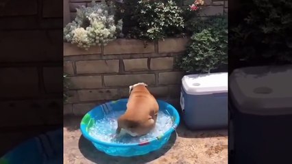 Funny Animals & Pets Compilation _ Dog vs Cat part 16