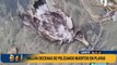 Alerta por influenza aviar: hallan decenas de pelícanos muertos en playas de Cañete