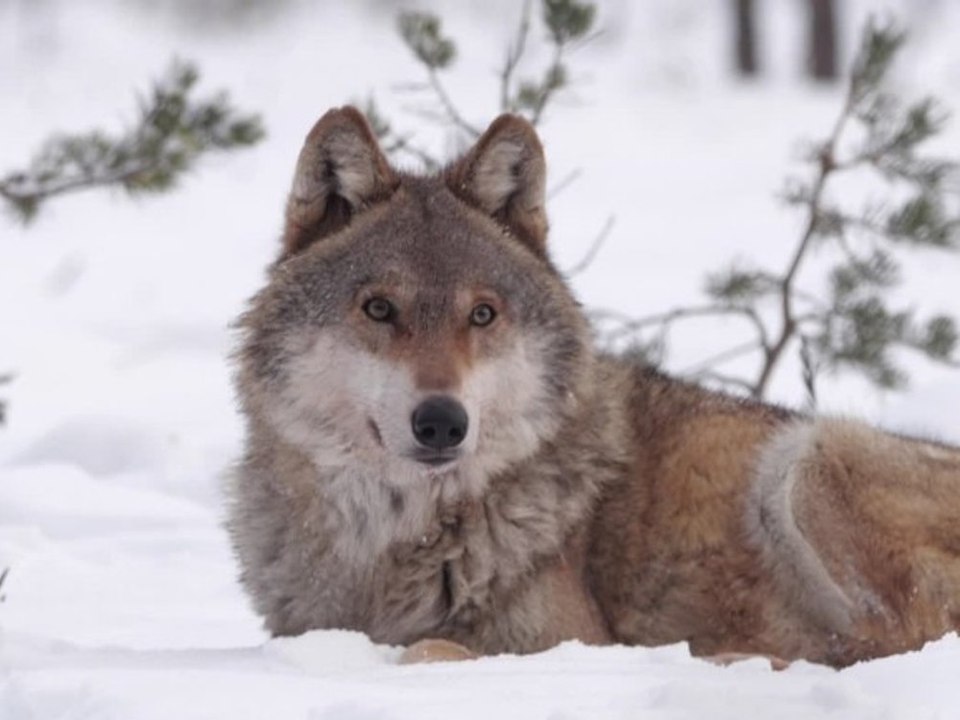 Wo es in Deutschland die meisten Wölfe gibt
