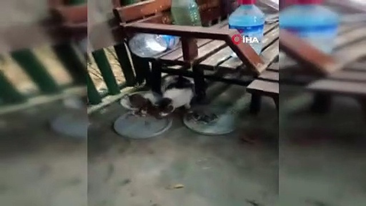 Fare ile kedi birlikte yemek keyfi yaptı!
